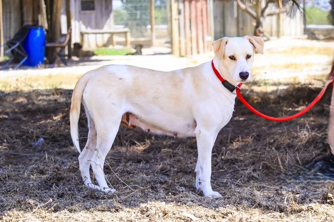 FRANCISCA, Creme female young Mixed Breed for adoption at O Cantinho da Milu, Lisbon