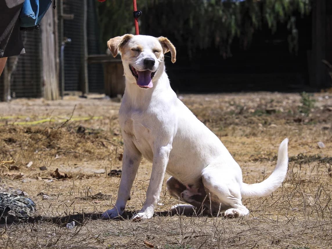 CODY, Branco e Castanho male Mixed Breed for adoption at O Cantinho da Milu, Lisbon