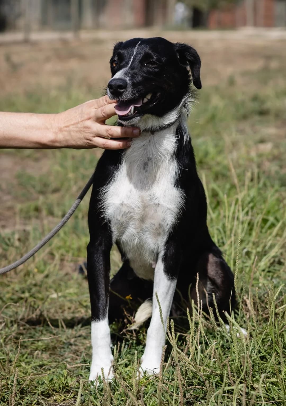 RUTIE, Branco e Preto female Mixed Breed for adoption at O Cantinho da Milu, Lisbon