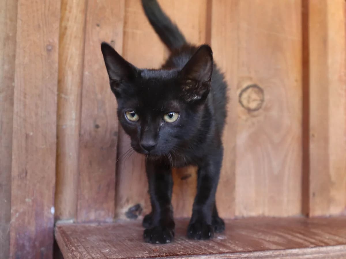 ASH, Preto male Mixed Breed for adoption at O Cantinho da Milu, Lisbon