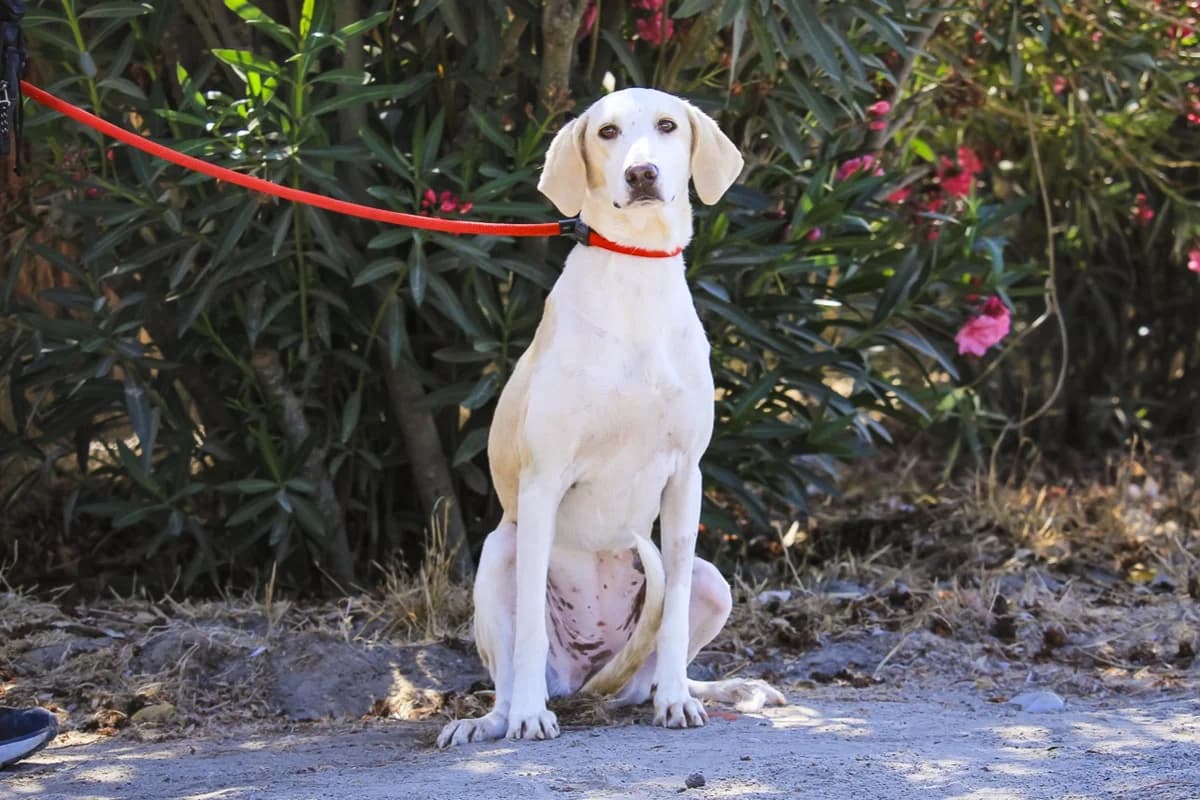 HORTELÃ, Branco e Castanho female Mixed Breed for adoption at O Cantinho da Milu, Lisbon
