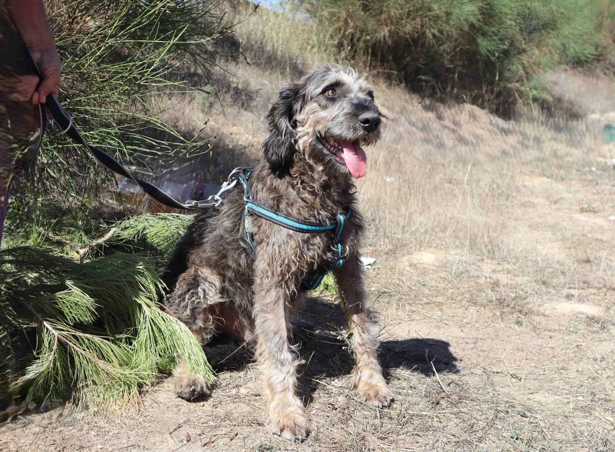 ALFIE, Cinzento e Preto male Mixed Breed for adoption at O Cantinho da Milu, Lisbon