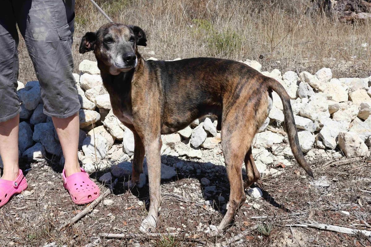 DINGO, Tigrado male Mixed Breed for adoption at O Cantinho da Milu, Lisbon