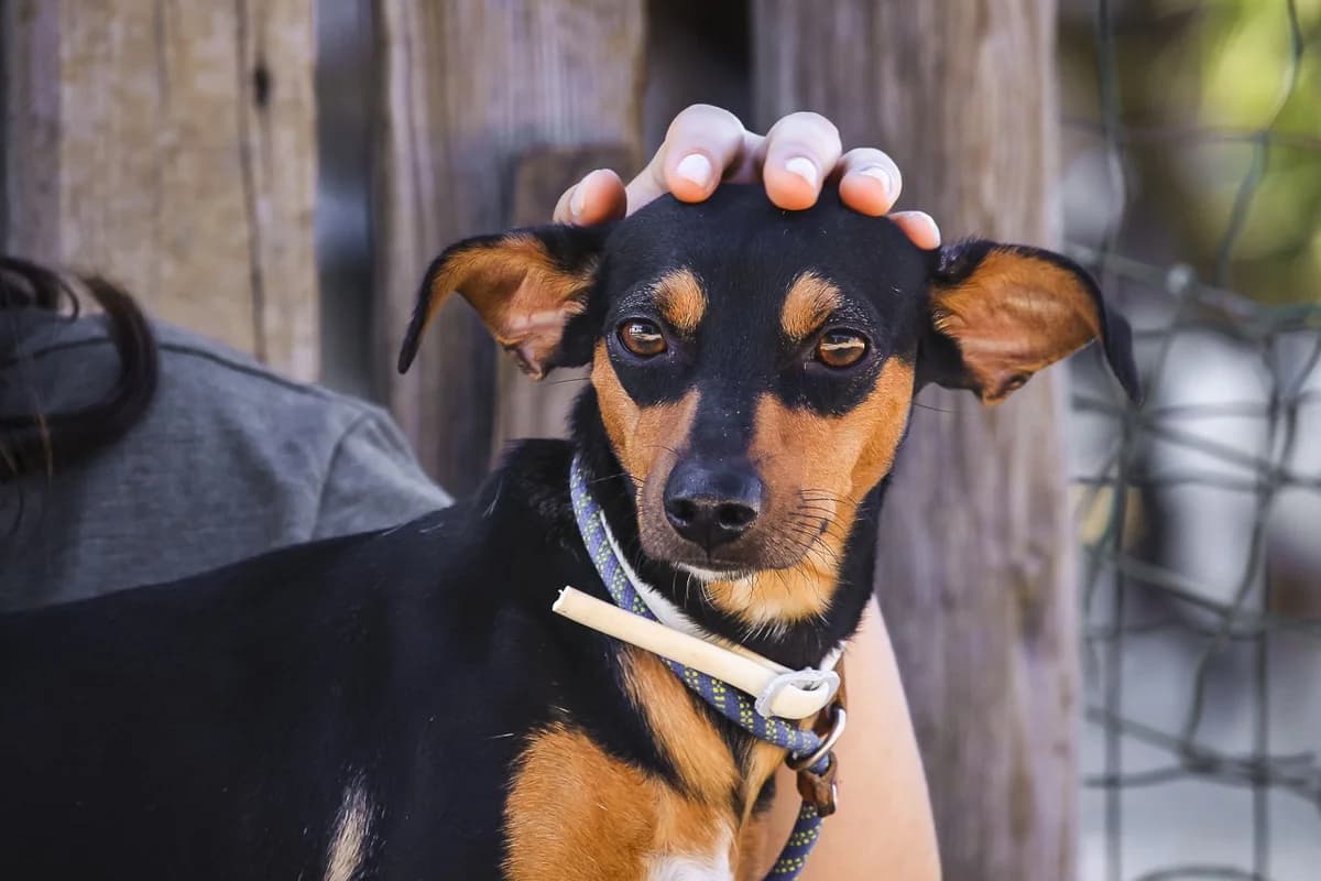 TIKKI, Castanho e Preto female young mixed breed for adoption at O Cantinho da Milu, Lisbon