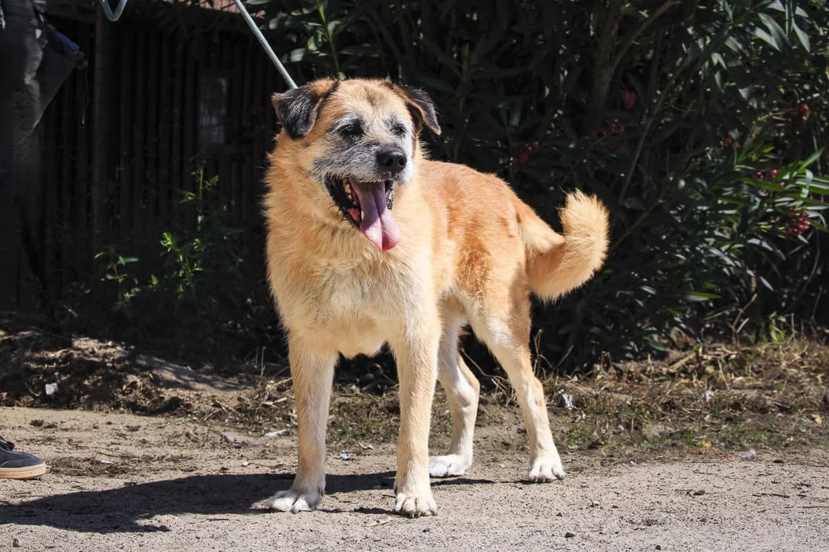 MIKKEL, Creme male Mixed Breed for adoption at O Cantinho da Milu, Lisbon