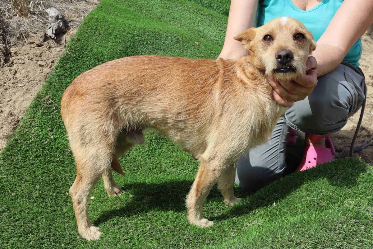 TROOPER, Amarelo male Mixed Breed for adoption at O Cantinho da Milu, Lisbon