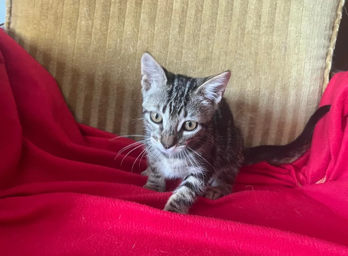 DOLLY, Tigrado Castanho female Mixed Breed for adoption at O Cantinho da Milu, Lisbon