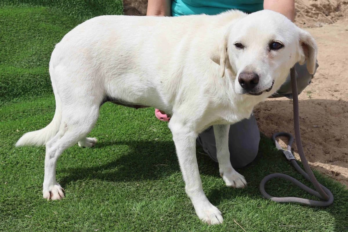 BLANCHE, Branco female Mixed Breed for adoption at O Cantinho da Milu, Lisbon