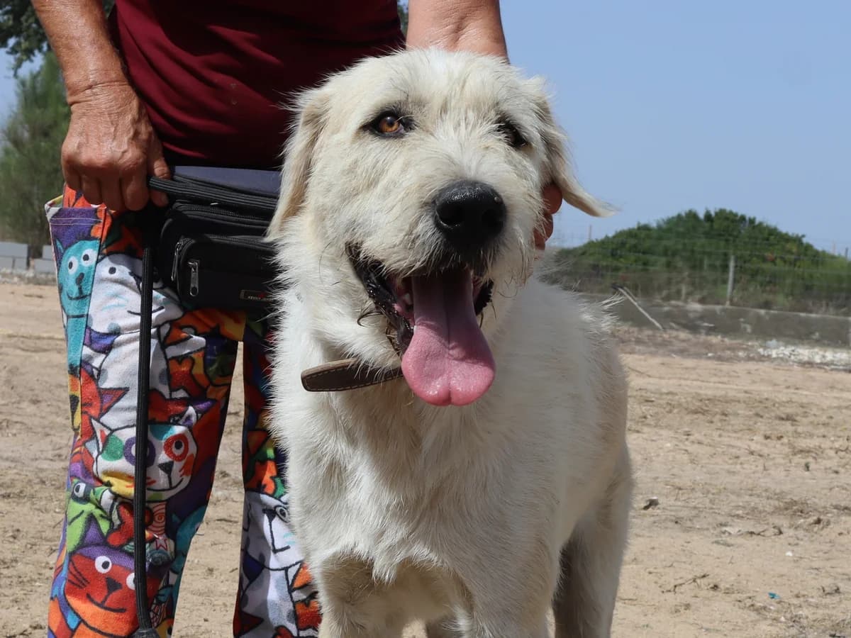 STAR, Mixed Breed (O Cantinho da Milu)