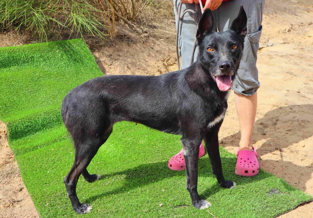 BECKY, Preto female 5yo Mixed Breed for adoption at O Cantinho da Milu, Lisbon