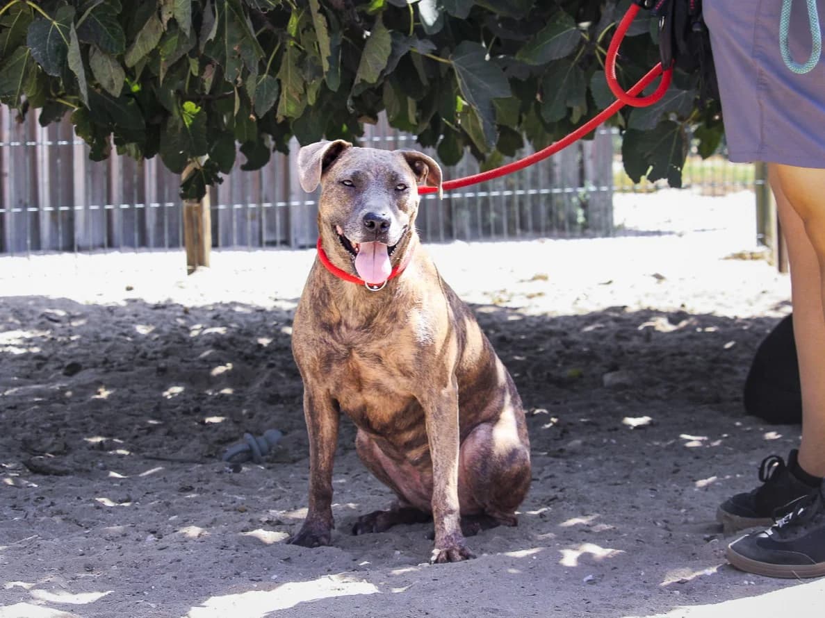 LOLITA, Tigrado Castanho female 4yo Mixed Breed for adoption at O Cantinho da Milu, Lisbon