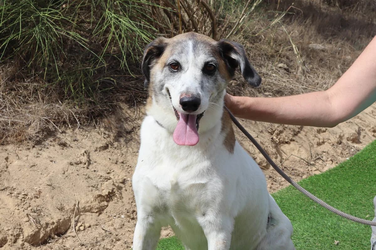 NIKA, Branco e Castanho female senior Mixed Breed for adoption at O Cantinho da Milu, Lisbon