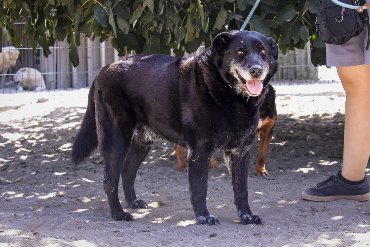 GUS, Preto male 7yo Mixed Breed for adoption at O Cantinho da Milu, Lisbon