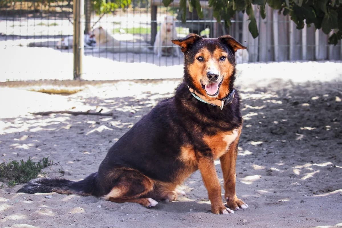 GIL, Mixed Breed (O Cantinho da Milu)