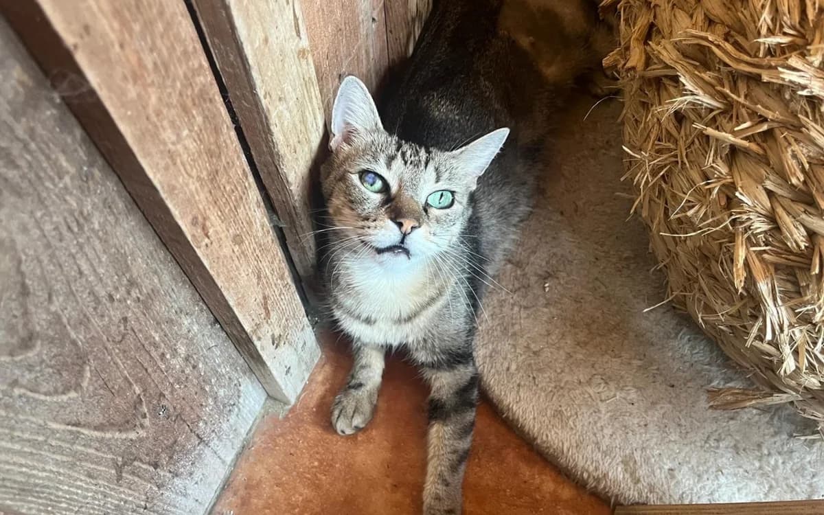 CHLOE, Tigrado female 6yo Mixed Breed for adoption at O Cantinho da Milu, Lisbon