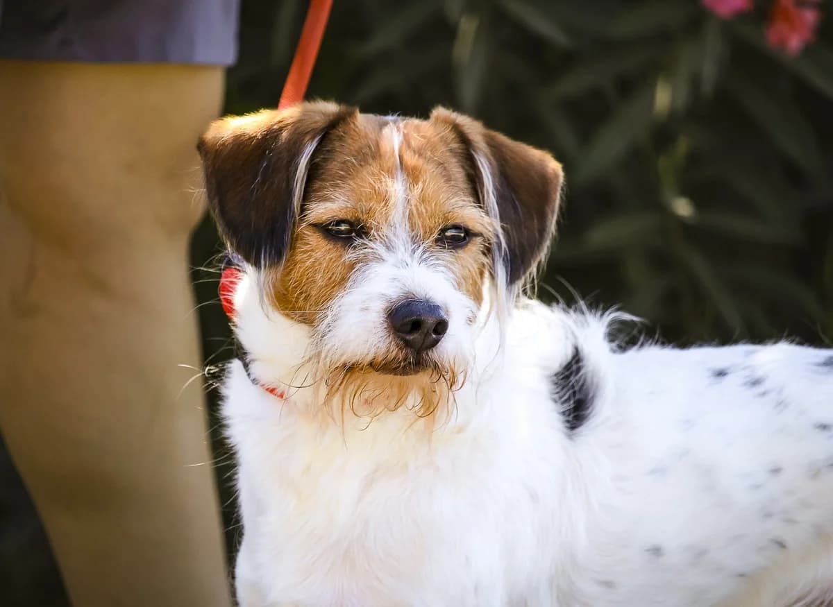 FOFINHO, Branco e Castanho male young Mixed Breed for adoption at O Cantinho da Milu, Lisbon