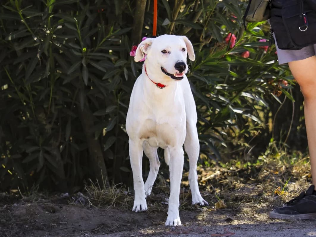 JERRY, Branco male young Mixed Breed for adoption at O Cantinho da Milu, Lisbon