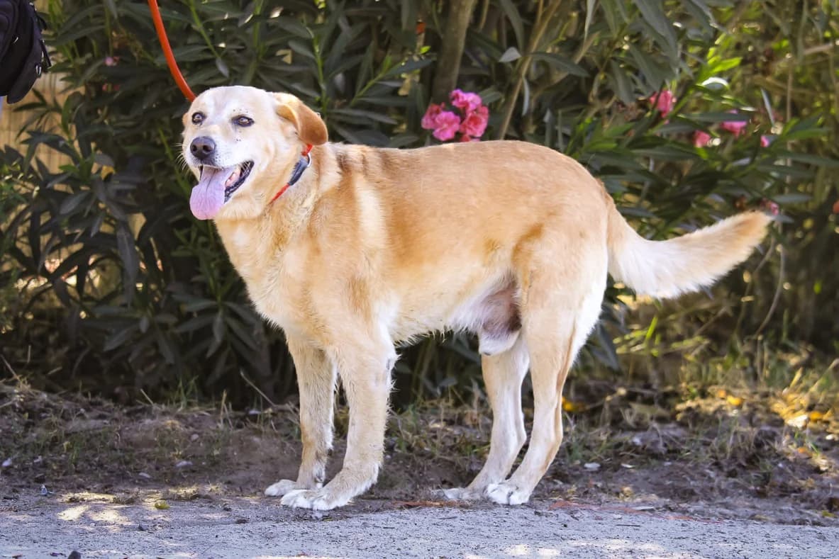 FLAX, Castanho Mel male senior Mixed Breed for adoption at O Cantinho da Milu, Lisbon
