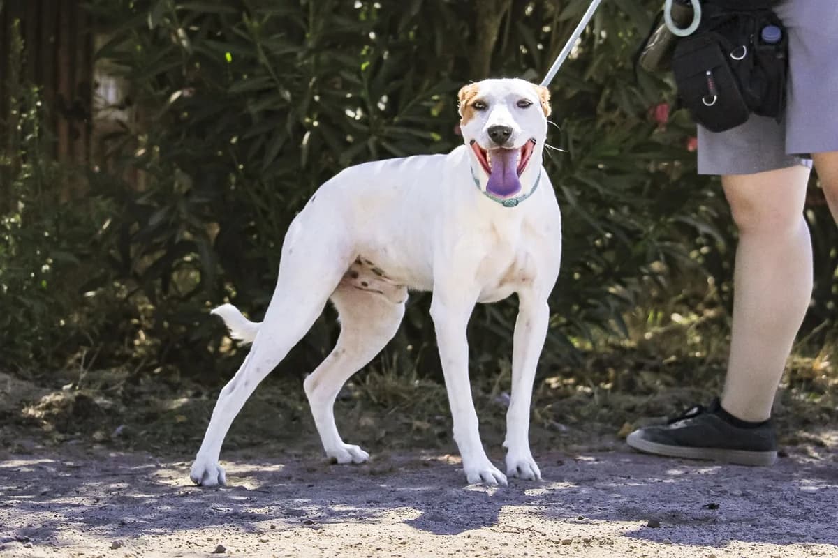 ORZO, Branco e Castanho male young Mixed Breed for adoption at O Cantinho da Milu, Lisbon