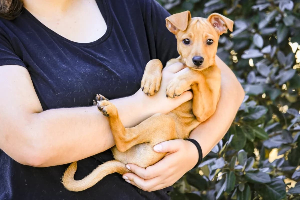 GONZO, Castanho Mel male puppy Mixed Breed for adoption at O Cantinho da Milu, Lisbon