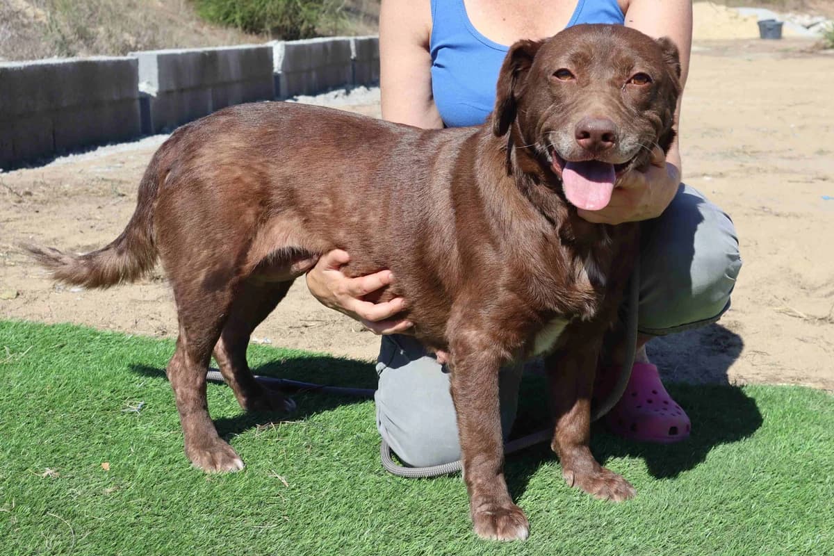 VALÉRIA, Castanho Chocolate female 6yo Mixed Breed for adoption at O Cantinho da Milu, Lisbon