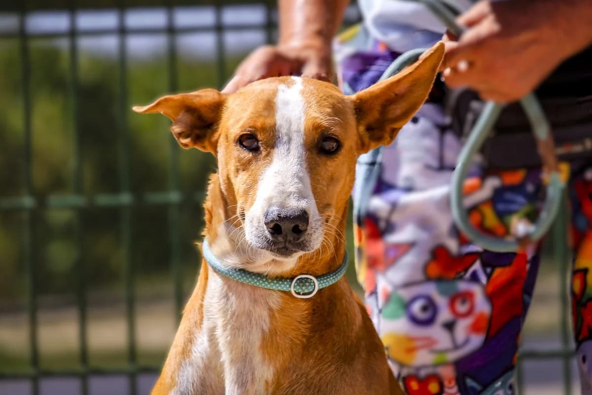 CLEMENTINA, Castanho e Branco female 6yo Mixed Breed for adoption at O Cantinho da Milu, Lisbon