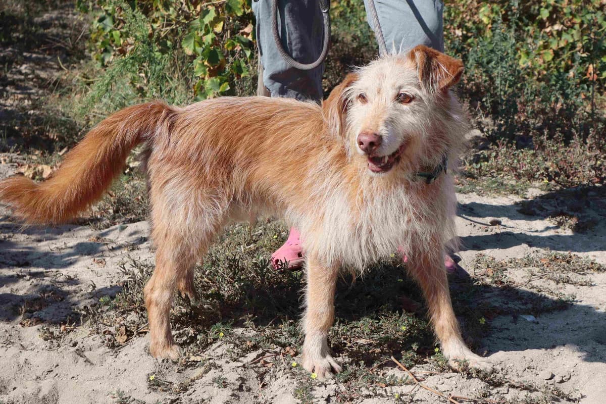 PICHU, Castanho Mel male 7yo Mixed Breed for adoption at O Cantinho da Milu, Lisbon