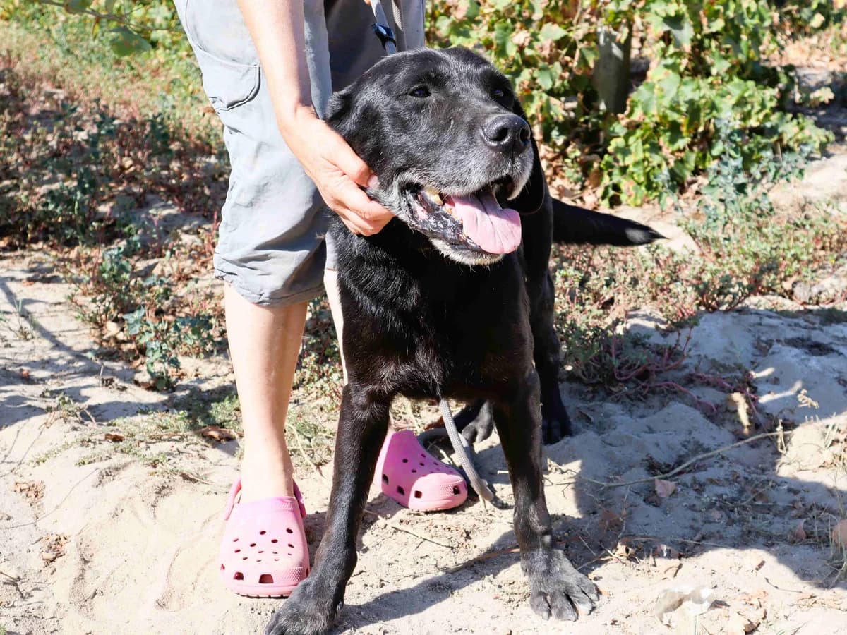 NOX, Preto male senior Mixed Breed for adoption at O Cantinho da Milu, Lisbon