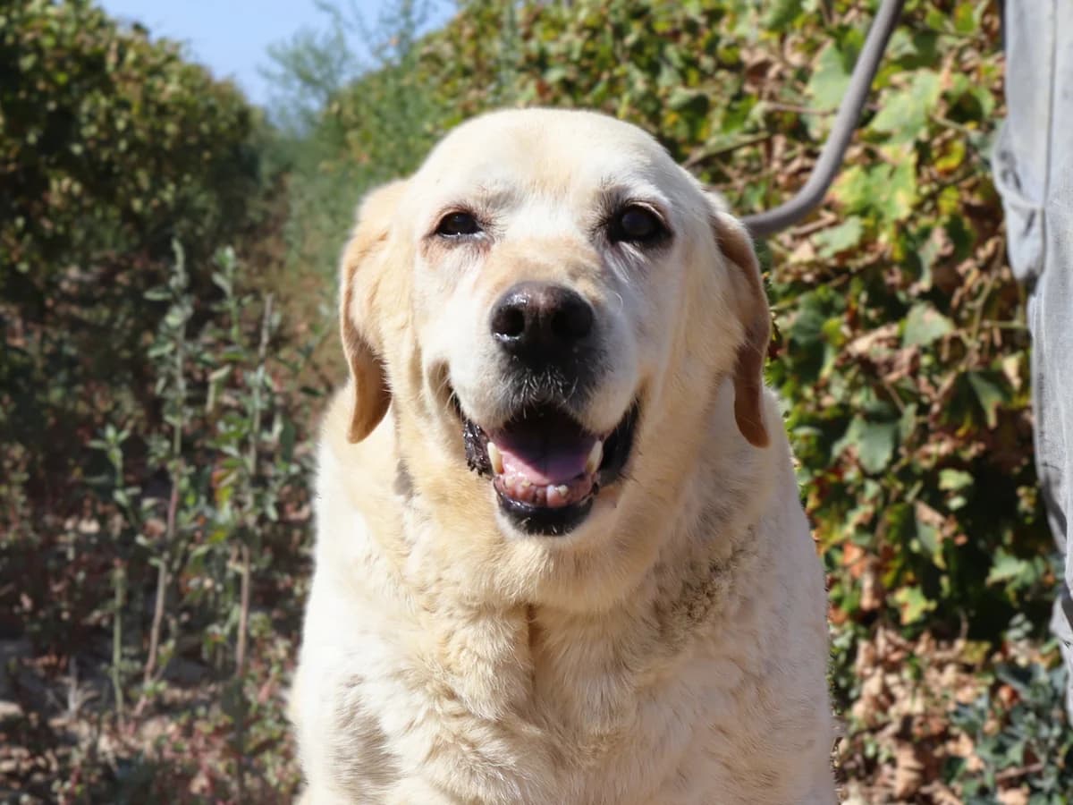 LUMI, Creme female senior Labrador Retriever for adoption at O Cantinho da Milu, Lisbon