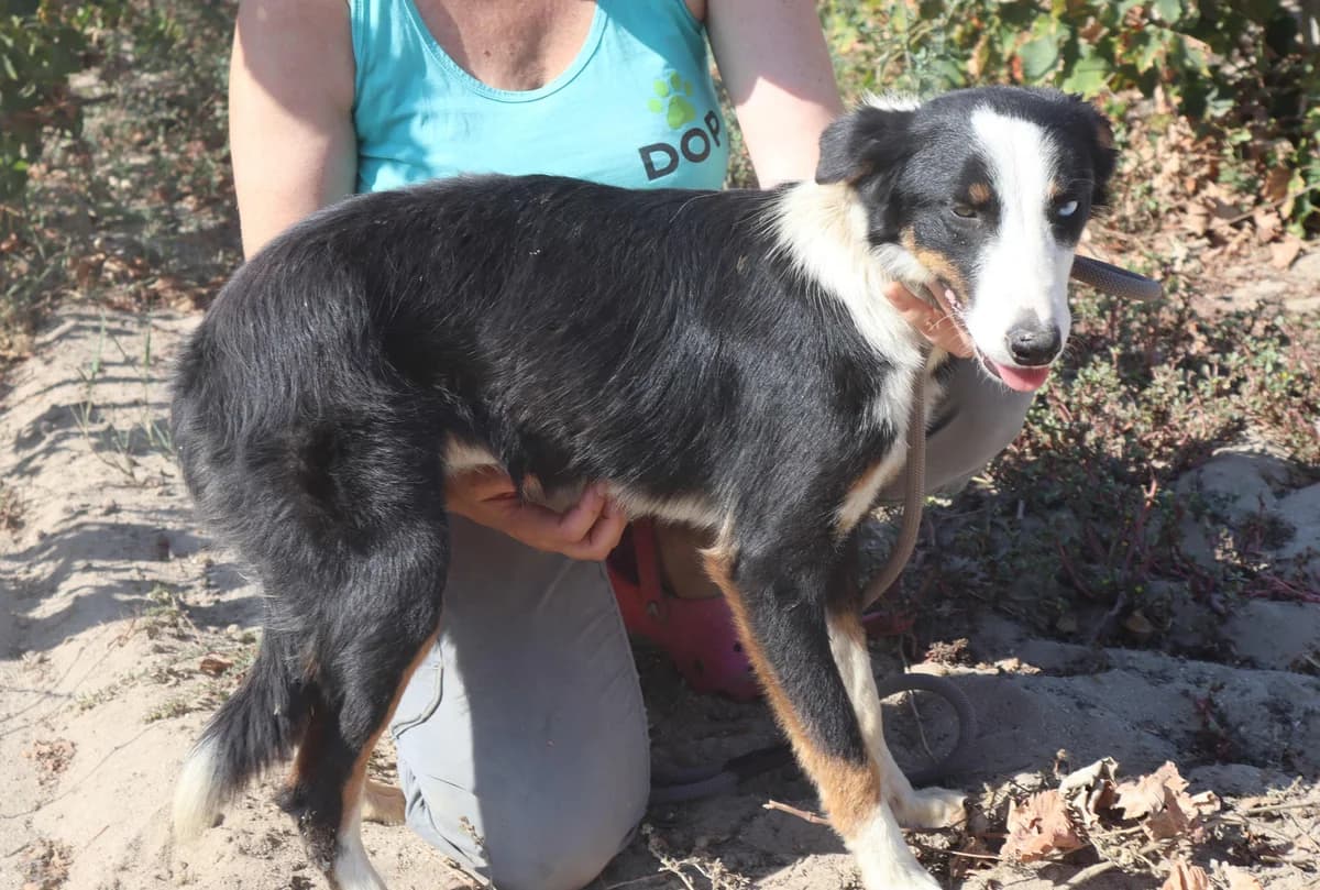 SHEILA, Preto e Branco female puppy Border Collie for adoption at O Cantinho da Milu, Lisbon