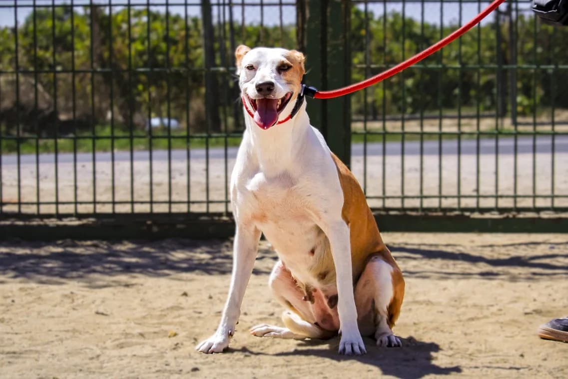 PINA, Castanho e Branco female young Mixed Breed for adoption at O Cantinho da Milu, Lisbon