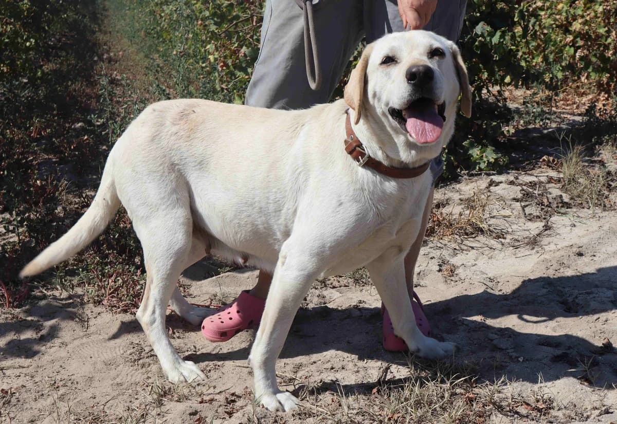 GIULIA, Creme female senior Labrador Retriever for adoption at O Cantinho da Milu, Lisbon