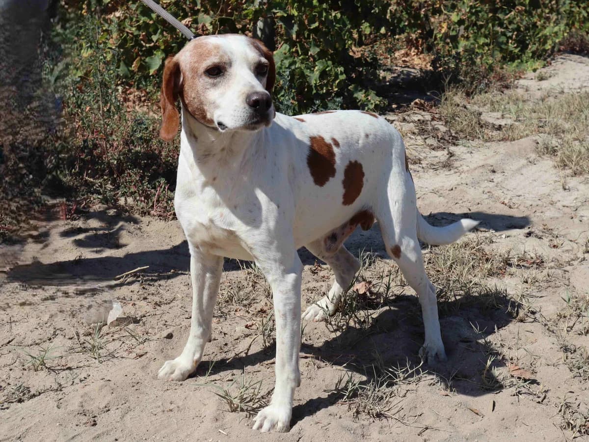 MANOLO, Branco male 6yo Pointer for adoption at O Cantinho da Milu, Lisbon