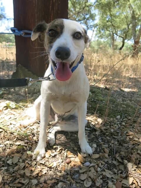 KIT, Branco male senior Mixed Breed for adoption at O Cantinho da Milu, Lisbon