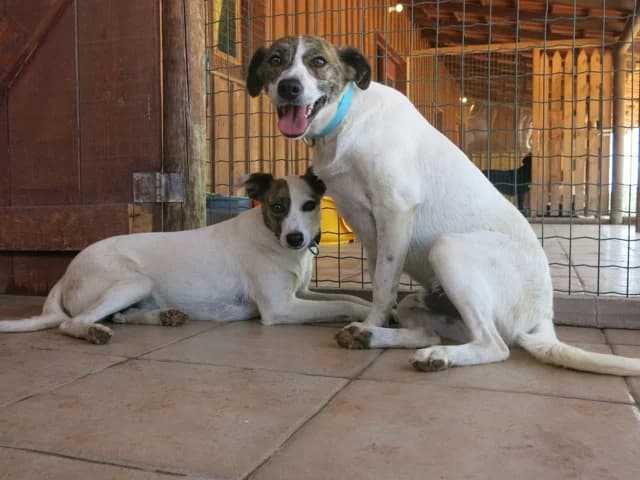KAT, Branco male senior Mixed Breed for adoption at O Cantinho da Milu, Lisbon