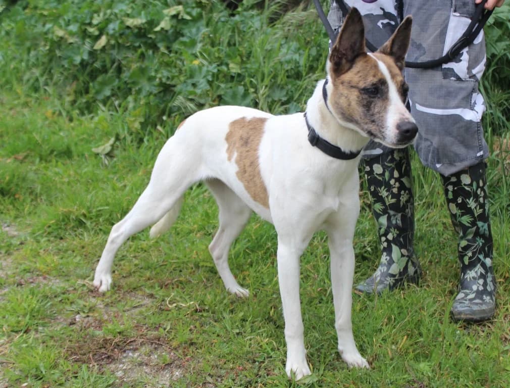 LISA, female senior Mixed Breed for adoption at O Cantinho da Milu, Lisbon
