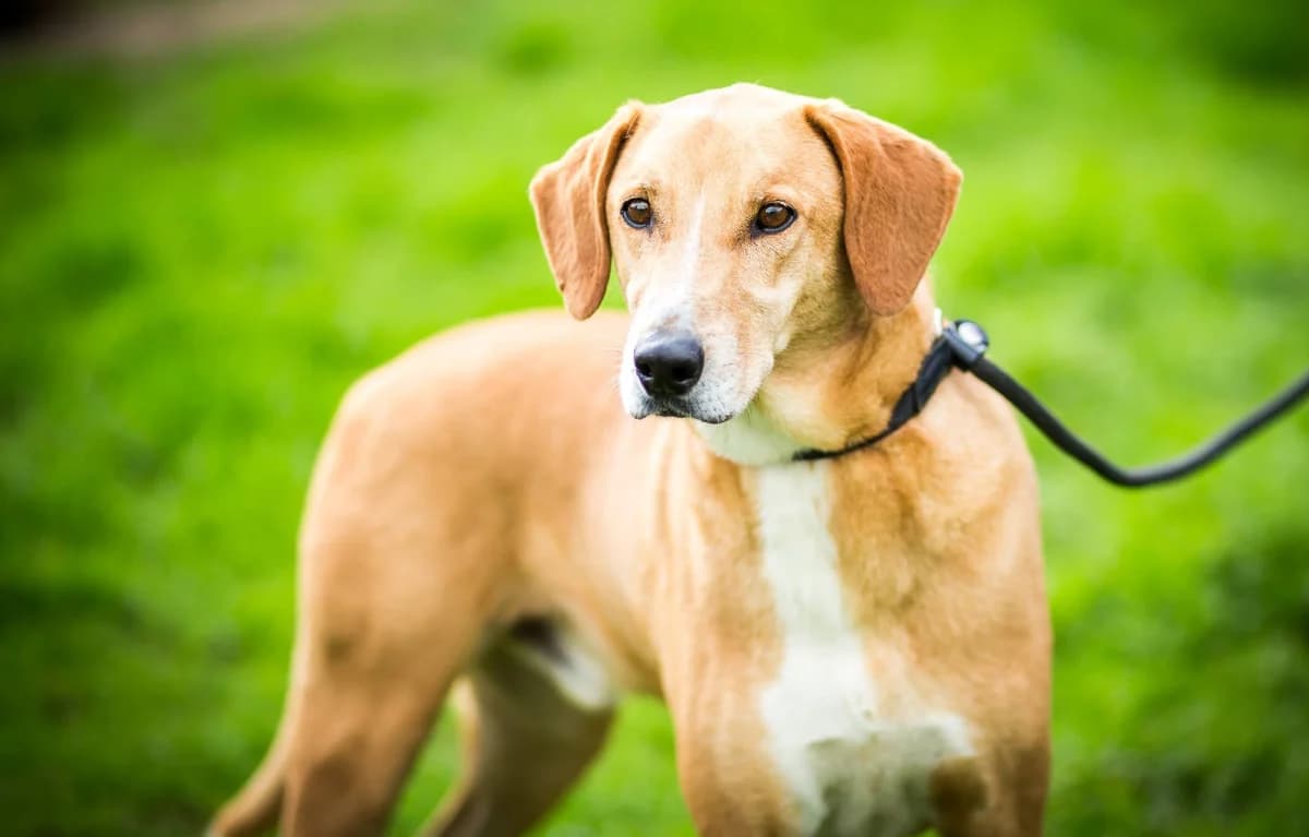 MADDOX, Castanho male senior Mixed Breed for adoption at O Cantinho da Milu, Lisbon