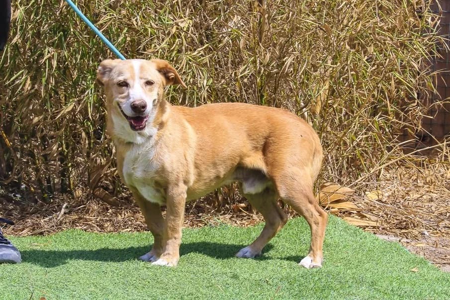 YUPI, Castanho e Branco male senior Mixed Breed for adoption at O Cantinho da Milu, Lisbon