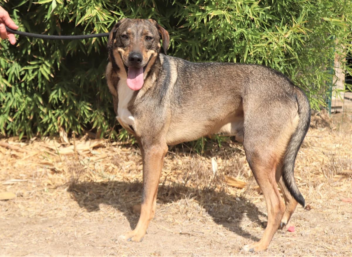 JOAOZINHO, Castanho male senior Mixed Breed for adoption at O Cantinho da Milu, Lisbon
