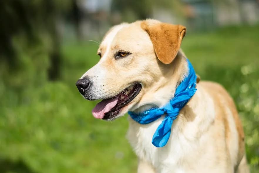 AREIAS / OLIVER, Castanho male senior Mixed Breed for adoption at O Cantinho da Milu, Lisbon