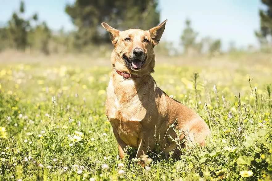TEDDY, Castanho male senior Mixed Breed for adoption at O Cantinho da Milu, Lisbon