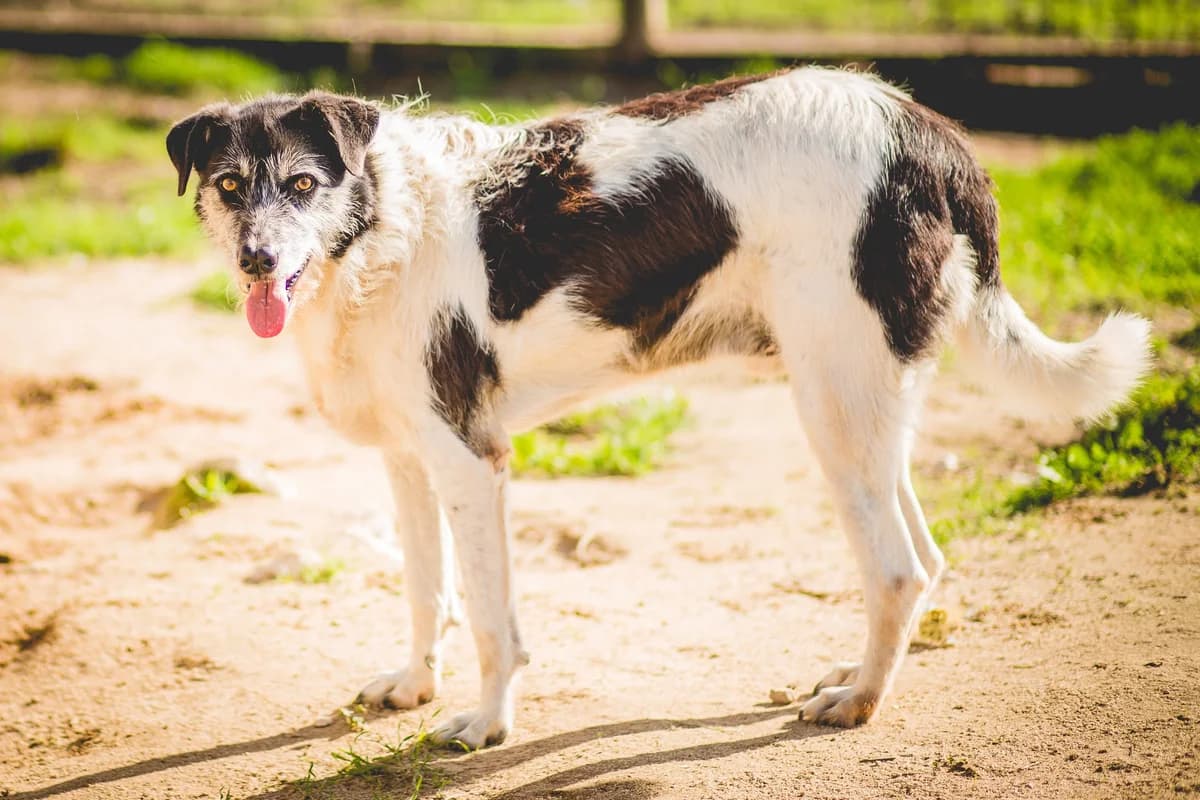 ORIOL, Branco e Preto male senior Mixed Breed for adoption at O Cantinho da Milu, Lisbon