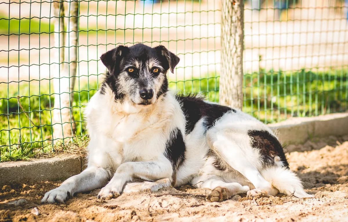 ORIOL, Branco e Preto male senior Mixed Breed for adoption at O Cantinho da Milu, Lisbon