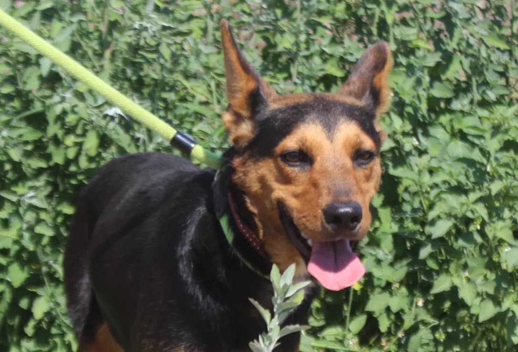 FUSCA, Preto e Castanho female senior Mixed Breed for adoption at O Cantinho da Milu, Lisbon