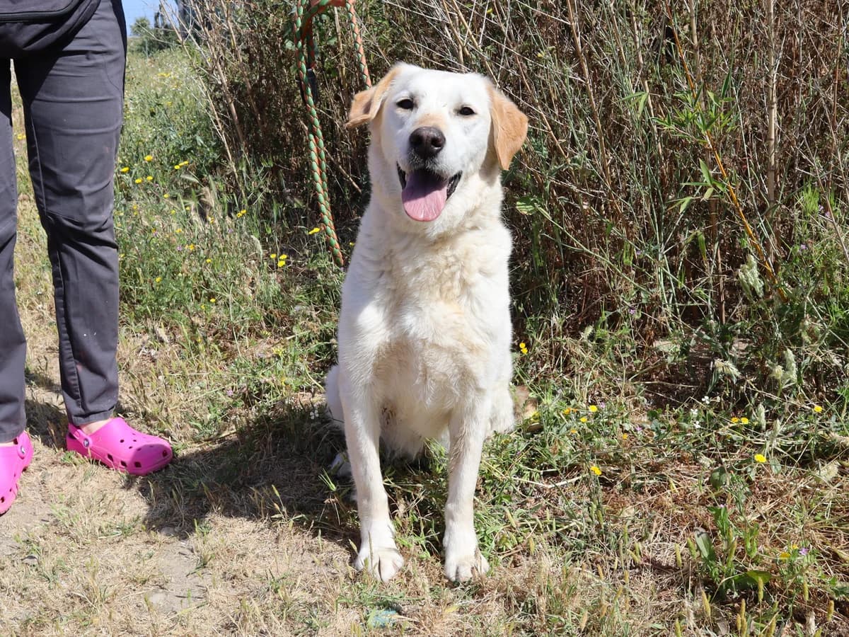 ROXY, Branco female senior Labrador Retriever for adoption at O Cantinho da Milu, Lisbon