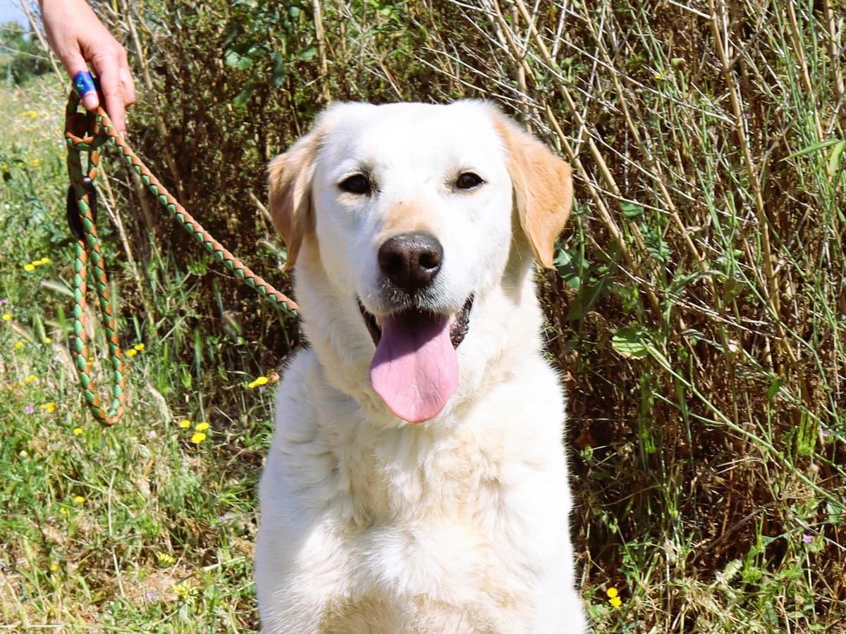 ROXY, Branco female senior Labrador Retriever for adoption at O Cantinho da Milu, Lisbon