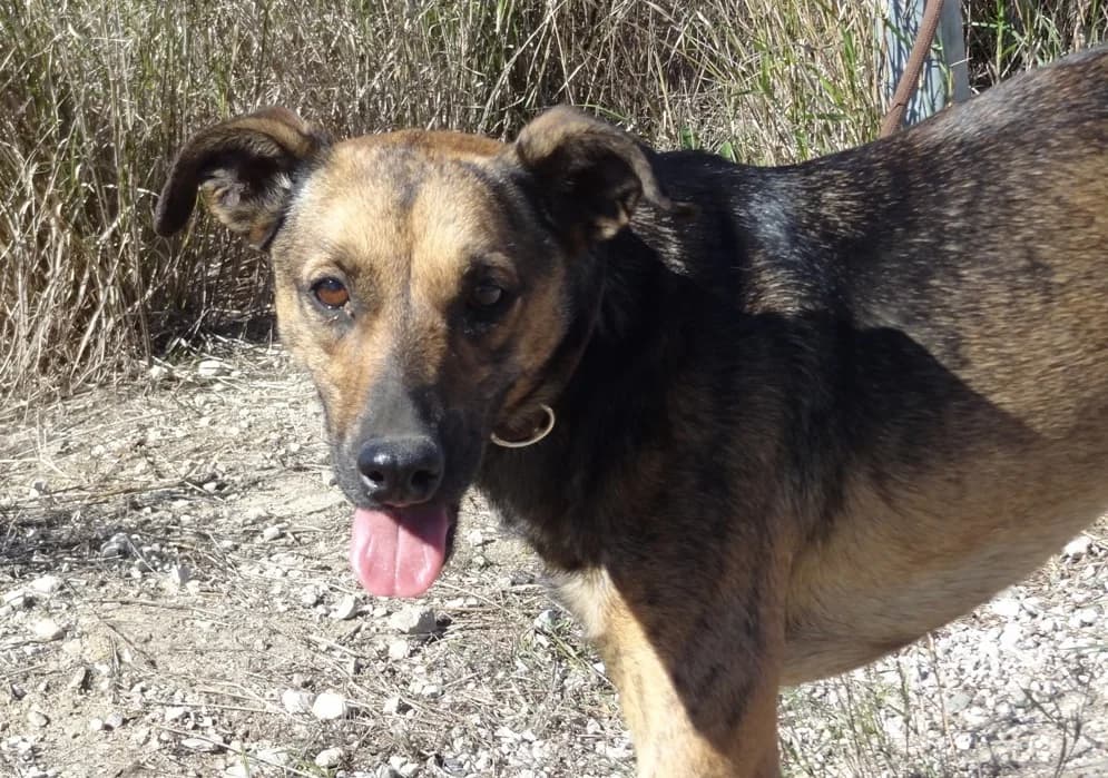 STITCH, Castanho e Preto male senior Mixed Breed for adoption at O Cantinho da Milu, Lisbon