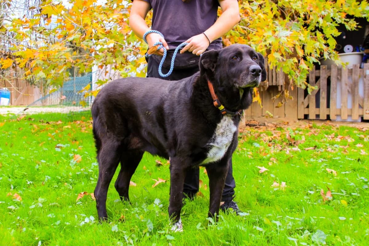 DOTA, Preto e Branco female senior Mixed Breed for adoption at O Cantinho da Milu, Lisbon