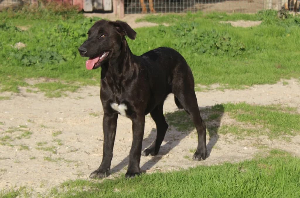 SHANNON, Preto male senior Mixed Breed for adoption at O Cantinho da Milu, Lisbon