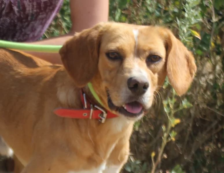 ZECA, Castanho e Branco male senior Mixed Breed for adoption at O Cantinho da Milu, Lisbon